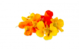Simply Fresh Nastrium Flowers   Box  10-15 pcs